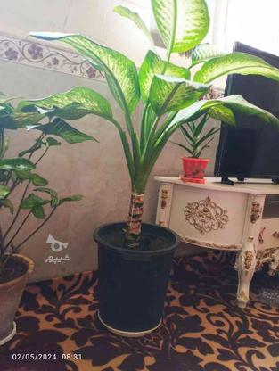 گل و گیاه طبیعی در گروه خرید و فروش لوازم خانگی در آذربایجان شرقی در شیپور-عکس1