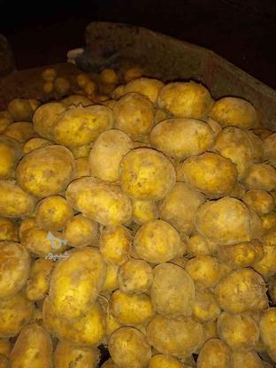 فروش سیب‌زمینی بذری در گروه خرید و فروش خدمات و کسب و کار در همدان در شیپور-عکس1