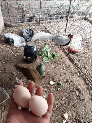 تخم نطفه دار.سیلور در گروه خرید و فروش ورزش فرهنگ فراغت در مازندران در شیپور-عکس1