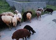 23 راس گوسفند جوان و نژاد دار وزن بالا به همراه بره