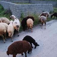 23 راس گوسفند جوان و نژاد دار وزن بالا به همراه بره