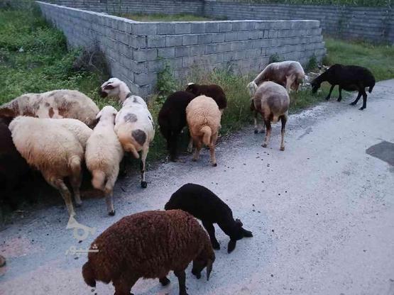 23 راس گوسفند جوان و نژاد دار وزن بالا به همراه بره در گروه خرید و فروش ورزش فرهنگ فراغت در مازندران در شیپور-عکس1