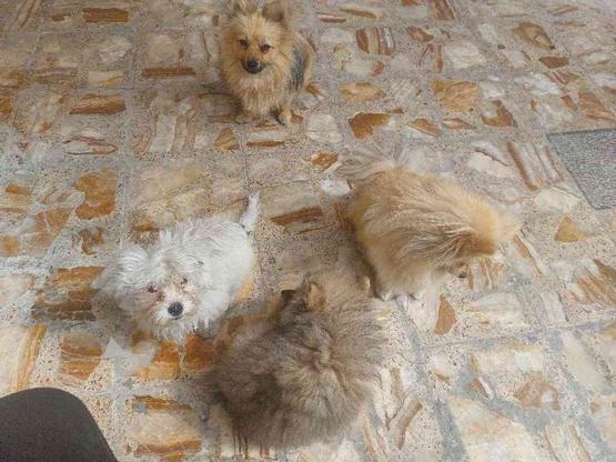 واگذاری 3عدد سگ پامریین ماده یکساله نر 14ماهه در گروه خرید و فروش ورزش فرهنگ فراغت در اصفهان در شیپور-عکس1