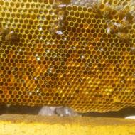 زنبور عسل قفقازی