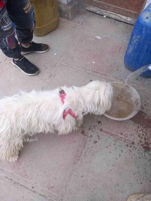 سگ گمشده شیتزو در گروه خرید و فروش خدمات و کسب و کار در خراسان رضوی در شیپور-عکس1