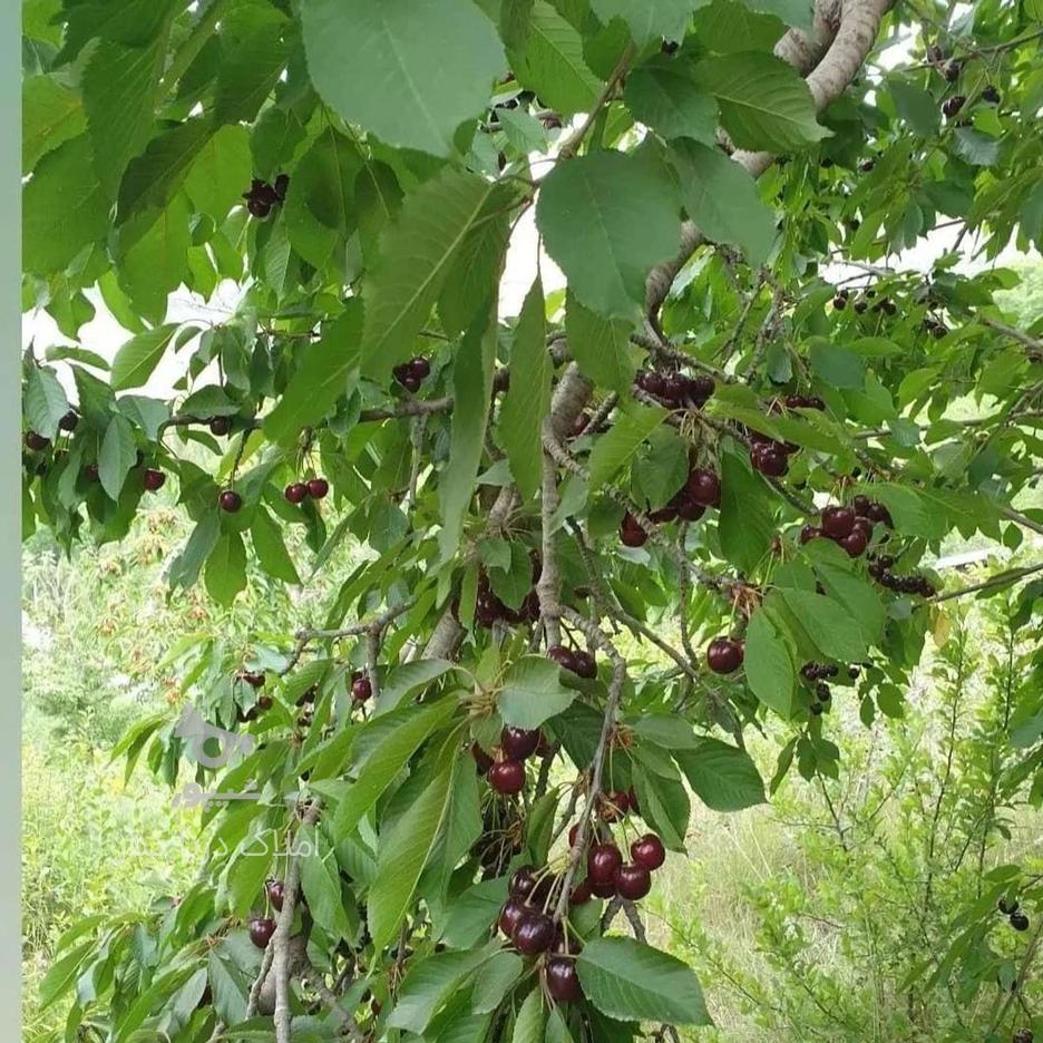 فروش زمین مسکونی ییلاق بوالقلم در گروه خرید و فروش املاک در مازندران در شیپور-عکس1