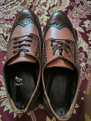 یک جفت کفش نو وآکبند مردانه به فروش می‌رسد در گروه خرید و فروش لوازم شخصی در آذربایجان شرقی در شیپور-عکس1