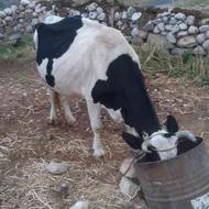 گاو شیری خانگی