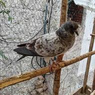 کبوتر گم شده در روستای قادیکلا