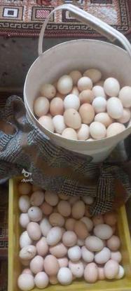 تخم مرغ محلی در گروه خرید و فروش ورزش فرهنگ فراغت در همدان در شیپور-عکس1