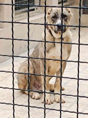 واگذاری سگ آلابای نر درشت هیکل 5 ماهه در گروه خرید و فروش ورزش فرهنگ فراغت در البرز در شیپور-عکس1