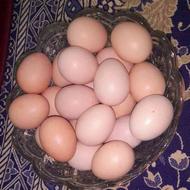 تخم مرغ لاری اصل اوشامو