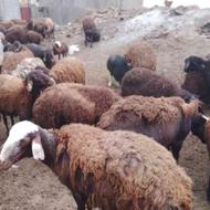 فروش گوسفند همراه بره از دامداری