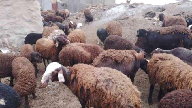 فروش گوسفند همراه بره از دامداری در گروه خرید و فروش ورزش فرهنگ فراغت در آذربایجان شرقی در شیپور-عکس1