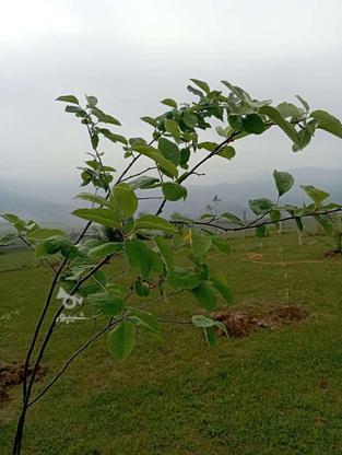 زمین کلاردشت کلنو باغچه میوه چشم انداز مشرف250 متر در گروه خرید و فروش املاک در مازندران در شیپور-عکس1