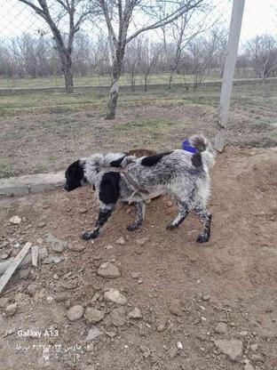 سگ اصفهان قدرجونی 14ماهه واگزاری در گروه خرید و فروش ورزش فرهنگ فراغت در آذربایجان شرقی در شیپور-عکس1