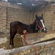 کره اسب15ماهه مادیون کهر نشانه دار فروشی