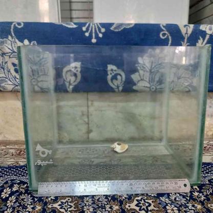 اکواریوم ماهی در گروه خرید و فروش ورزش فرهنگ فراغت در اصفهان در شیپور-عکس1