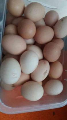 تخم مرغ محلی در گروه خرید و فروش ورزش فرهنگ فراغت در اردبیل در شیپور-عکس1
