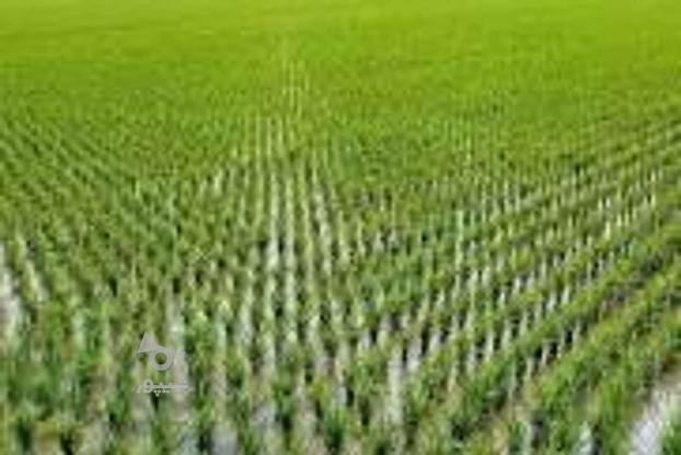 زمین کشاورزی لب جاده اصلی 30 متر تو بافت 5800 متر در گروه خرید و فروش املاک در مازندران در شیپور-عکس1