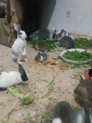 فروش بچه خرگوش مینیاتوری در گروه خرید و فروش ورزش فرهنگ فراغت در مرکزی در شیپور-عکس1