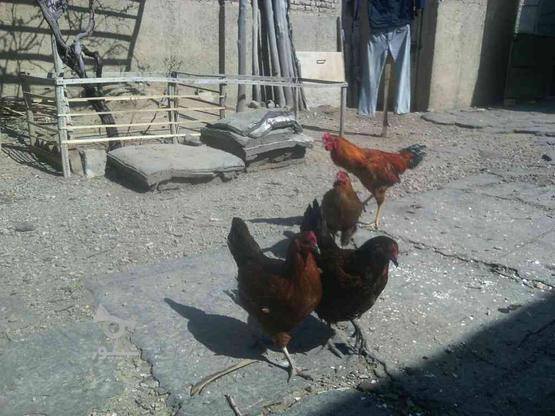 مرغ و خروس در گروه خرید و فروش ورزش فرهنگ فراغت در همدان در شیپور-عکس1