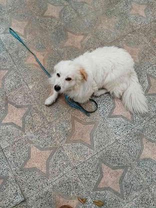 سگ تزعینی برای منزل واگذاری در گروه خرید و فروش ورزش فرهنگ فراغت در مازندران در شیپور-عکس1
