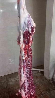 ذبح و قربانی کردن گوسفند و. دیگر احشام در گروه خرید و فروش خدمات و کسب و کار در همدان در شیپور-عکس1