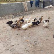 اردک محلی تخم گذار 20عدد