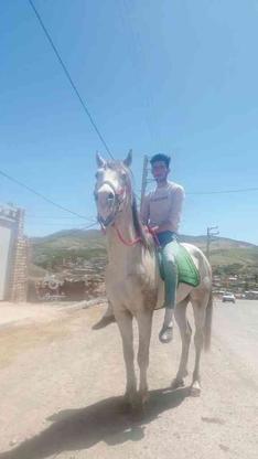 اسب نژاد کرد سر دم گیر در گروه خرید و فروش ورزش فرهنگ فراغت در زنجان در شیپور-عکس1