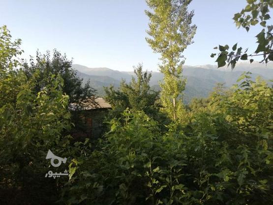 خونه جنگلی کامل با امکانات کامل کوتاه مدت در گروه خرید و فروش املاک در مازندران در شیپور-عکس1
