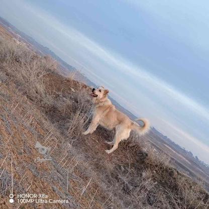 واگذاری سگ سرابی گله ای در گروه خرید و فروش ورزش فرهنگ فراغت در آذربایجان شرقی در شیپور-عکس1