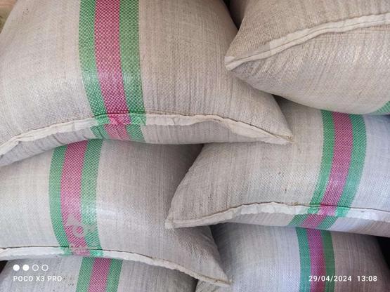 شالی دم سیاه بذری در گروه خرید و فروش صنعتی، اداری و تجاری در گلستان در شیپور-عکس1