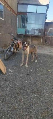 توله سگ شش ماهه گریدلین در گروه خرید و فروش ورزش فرهنگ فراغت در همدان در شیپور-عکس1