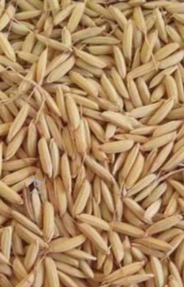 بذر طارم هاشمی در گروه خرید و فروش صنعتی، اداری و تجاری در گلستان در شیپور-عکس1