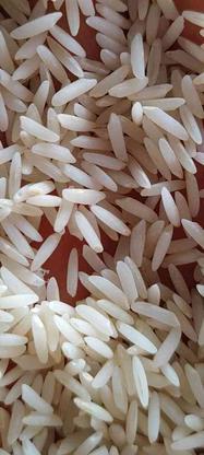 برنج کشت دوم طارم هاشمی اعلا. بوجاری و سورت شده در گروه خرید و فروش خدمات و کسب و کار در مازندران در شیپور-عکس1