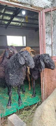 گوسفند نر هترو قره قزل در گروه خرید و فروش ورزش فرهنگ فراغت در مازندران در شیپور-عکس1