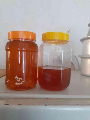 عسل طبیعی طارم در گروه خرید و فروش خدمات و کسب و کار در گیلان در شیپور-عکس1