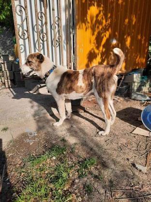 واگذاری سگ آلابای ترکمن اصیل در گروه خرید و فروش ورزش فرهنگ فراغت در مازندران در شیپور-عکس1