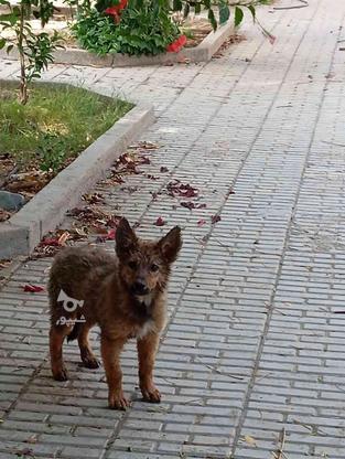 سگ ژرمن 4ماههواگذاری در گروه خرید و فروش ورزش فرهنگ فراغت در کرمان در شیپور-عکس1