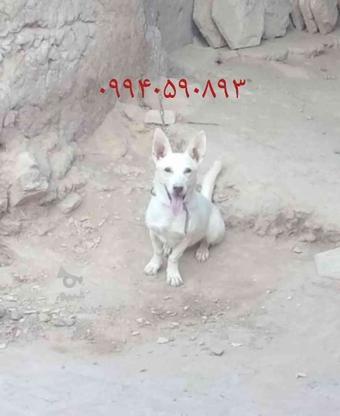 واگذاری سگ پاکوتاه گوش تیز در گروه خرید و فروش ورزش فرهنگ فراغت در خراسان رضوی در شیپور-عکس1