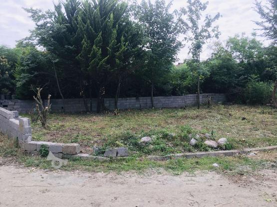 250متر زمین مسکونی سنددار دو بر نیاسته در گروه خرید و فروش املاک در مازندران در شیپور-عکس1