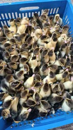 300عدد جوجه اردک اسراییلی خارجی روسی سه روزه درشت و عالی در گروه خرید و فروش ورزش فرهنگ فراغت در مازندران در شیپور-عکس1