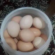 تخم طبیعی مرغ