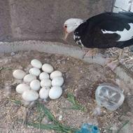 تخم اردک اسرایلی نطفه دار تازه برا چند روز هستن