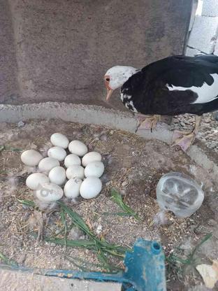 تخم اردک اسرایلی نطفه دار تازه برا چند روز هستن در گروه خرید و فروش ورزش فرهنگ فراغت در همدان در شیپور-عکس1