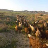 20راس گوسفند زایده