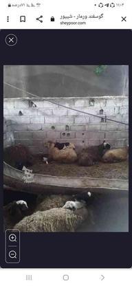 فروش گوسفند در گروه خرید و فروش خدمات و کسب و کار در مازندران در شیپور-عکس1
