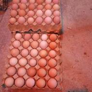 تخم‌مرغ محلی اورگانگ