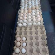 فروش تخم های نطفه دار زینتی (6نژاد)